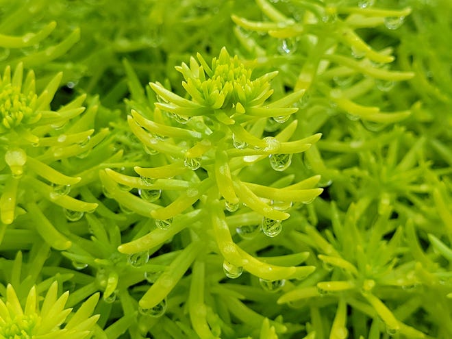 Golden sedum, a fast-spreading succulent, stays green in shade but turns orange in sun.