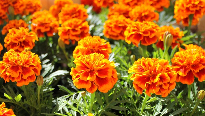 A broad-spectrum, pest-repelling plant gardeners have sworn by for generations is marigold in its many varieties.