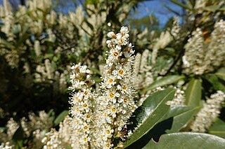 The native cherry laurel bears abundant white blossoms in spring.