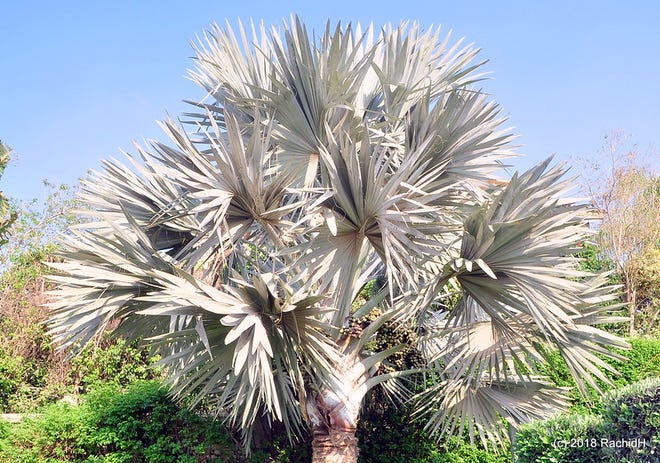 If palms are the royalty of the plant kingdom, Bismarck palm (Bismarckia nobilis) just might be the king. This massive fan-leaved species from Madagascar was named to honor Baron von Bismarck, German chancellor from 1871 to 1890.