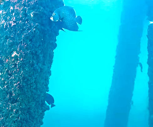 The city of Pompano Beach recently installed a high-tech underwater camera 15 feet below the Fisher Family Pier.