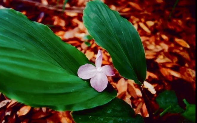 Peacock ginger – hardy to zone 8 – isn't seen much in Central Florida because it’s dormant during the cool season. It's a shame that such beautiful, seasonally dormant perennials are largely ignored in our area.