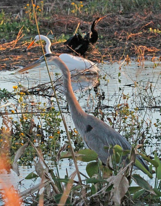 Nature abounds! Ledger reporter Gary White recently took a nature walk through Circle B Bar Reserve in Lakeland. Luckily for us, he brought his camera. (Gary White/The Ledger)