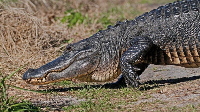 Nature abounds! Ledger reporter Gary White recently took a nature walk through Circle B Bar Reserve in Lakeland. Luckily for us, he brought his camera. (Gary White/The Ledger)