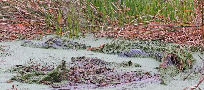 Nature abounds! Ledger reporter Gary White recently took a nature walk through Circle B Bar Reserve in Lakeland. Luckily for us, he brought his camera. (Gary White/The Ledger)