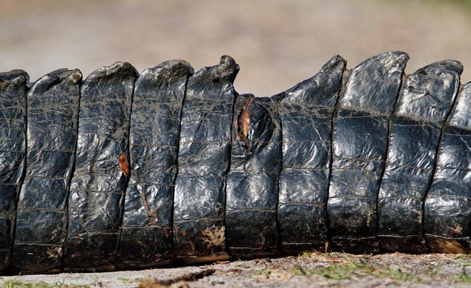 Nature abounds! Ledger reporter Gary White recently took a nature walk through Circle B Bar Reserve in Lakeland. Luckily for us, he brought his camera. (Gary White/The Ledger)