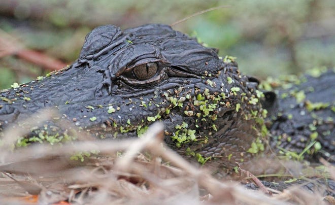 Nature abounds! Ledger reporter Gary White recently took a nature walk through Circle B Bar Reserve in Lakeland. Luckily for us, he brought his camera. (Gary White/The Ledger)