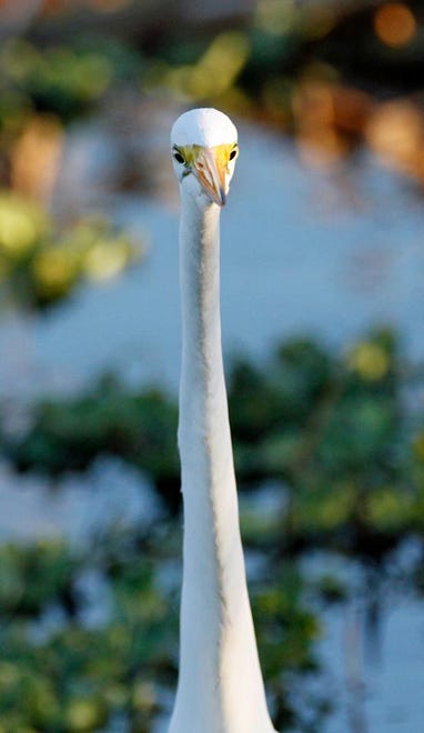 Nature abounds! Ledger reporter Gary White recently took a nature walk through Circle B Bar Reserve in Lakeland. Luckily for us, he brought his camera. (Gary White/The Ledger)