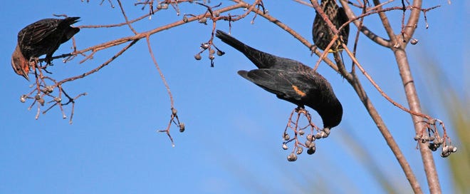 Nature abounds! Ledger reporter Gary White recently took a nature walk through Circle B Bar Reserve in Lakeland. Luckily for us, he brought his camera. (Gary White/The Ledger)