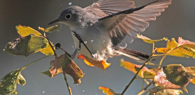 Nature abounds! Ledger reporter Gary White recently took a nature walk through Circle B Bar Reserve in Lakeland. Luckily for us, he brought his camera. (Gary White/The Ledger)