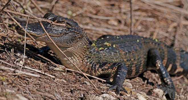 Nature abounds! Ledger reporter Gary White recently took a nature walk through Circle B Bar Reserve in Lakeland. Luckily for us, he brought his camera. (Gary White/The Ledger)