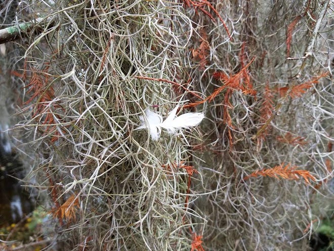 Nature abounds! Ledger reporter Gary White recently took a nature walk through Circle B Bar Reserve in Lakeland. Luckily for us, he brought his camera. (Gary White/The Ledger)