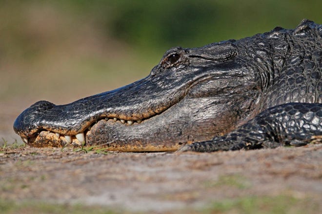 Nature abounds! Ledger reporter Gary White recently took a nature walk through Circle B Bar Reserve in Lakeland. Luckily for us, he brought his camera. (Gary White/The Ledger)