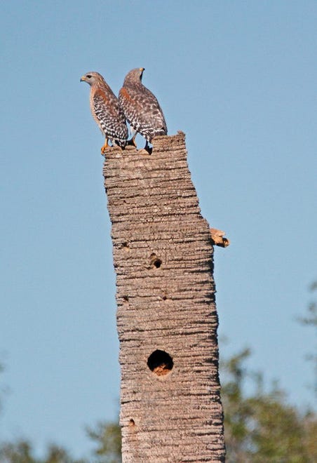 Nature abounds! Ledger reporter Gary White recently took a nature walk through Circle B Bar Reserve in Lakeland. Luckily for us, he brought his camera. (Gary White/The Ledger)
