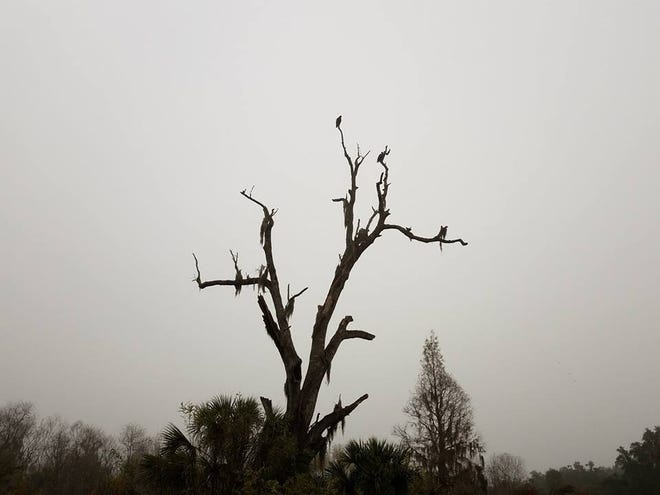 Nature abounds! Ledger reporter Gary White recently took a nature walk through Circle B Bar Reserve in Lakeland. Luckily for us, he brought his camera. (Gary White/The Ledger)