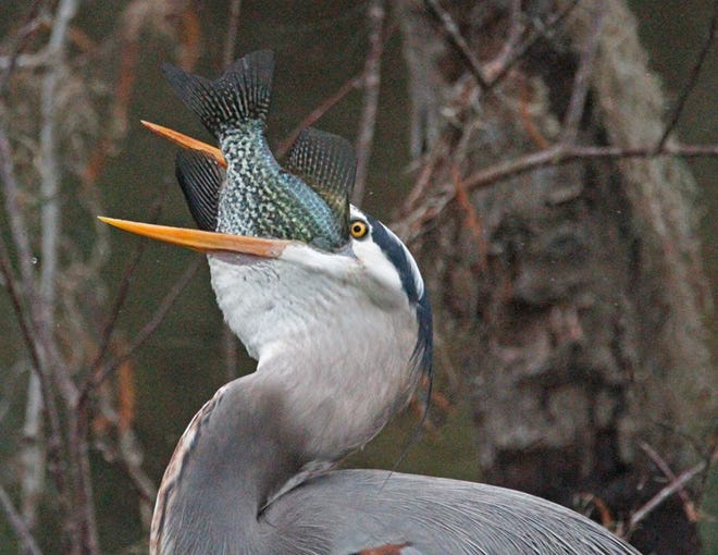 Nature abounds! Ledger reporter Gary White recently took a nature walk through Circle B Bar Reserve in Lakeland. Luckily for us, he brought his camera. (Gary White/The Ledger)