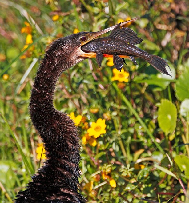 Nature abounds! Ledger reporter Gary White recently took a nature walk through Circle B Bar Reserve in Lakeland. Luckily for us, he brought his camera. (Gary White/The Ledger)