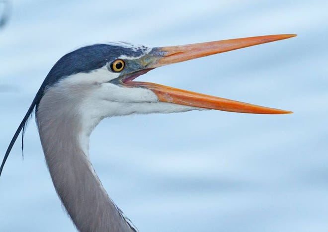 Nature abounds! Ledger reporter Gary White recently took a nature walk through Circle B Bar Reserve in Lakeland. Luckily for us, he brought his camera. (Gary White/The Ledger)