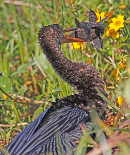 Nature abounds! Ledger reporter Gary White recently took a nature walk through Circle B Bar Reserve in Lakeland. Luckily for us, he brought his camera. (Gary White/The Ledger)