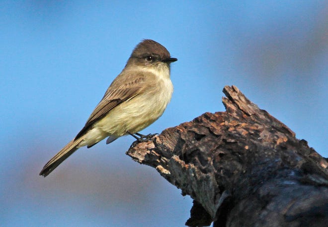 Nature abounds! Ledger reporter Gary White recently took a nature walk through Circle B Bar Reserve in Lakeland. Luckily for us, he brought his camera. (Gary White/The Ledger)