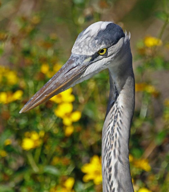 Nature abounds! Ledger reporter Gary White recently took a nature walk through Circle B Bar Reserve in Lakeland. Luckily for us, he brought his camera. (Gary White/The Ledger)