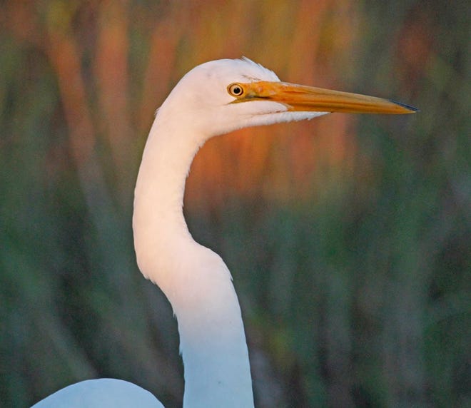Nature abounds! Ledger reporter Gary White recently took a nature walk through Circle B Bar Reserve in Lakeland. Luckily for us, he brought his camera. (Gary White/The Ledger)