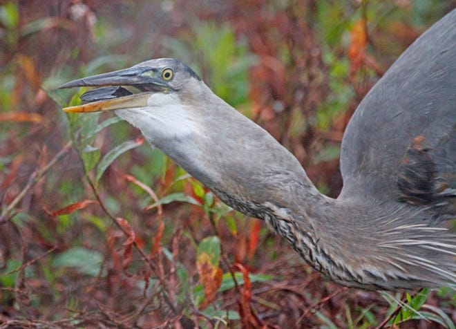 Nature abounds! Ledger reporter Gary White recently took a nature walk through Circle B Bar Reserve in Lakeland. Luckily for us, he brought his camera. (Gary White/The Ledger)