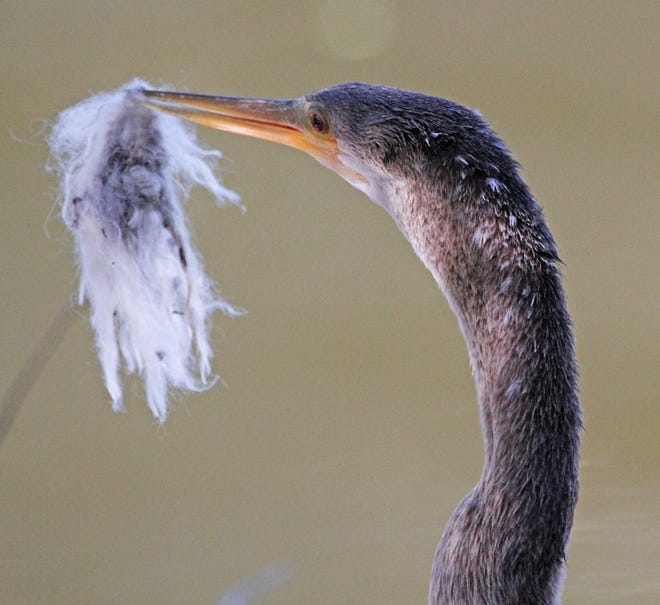 Nature abounds! Ledger reporter Gary White recently took a nature walk through Circle B Bar Reserve in Lakeland. Luckily for us, he brought his camera. (Gary White/The Ledger)