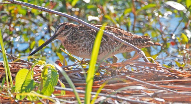 Nature abounds! Ledger reporter Gary White recently took a nature walk through Circle B Bar Reserve in Lakeland. Luckily for us, he brought his camera. (Gary White/The Ledger)