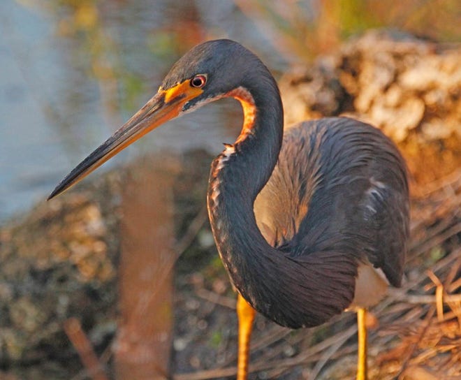 Nature abounds! Ledger reporter Gary White recently took a nature walk through Circle B Bar Reserve in Lakeland. Luckily for us, he brought his camera. (Gary White/The Ledger)