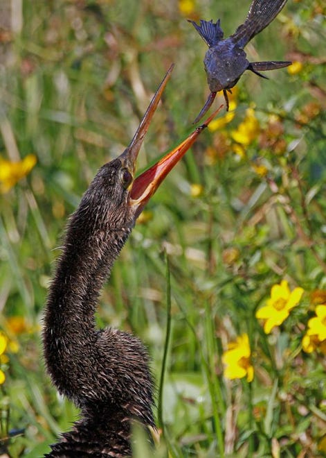 Nature abounds! Ledger reporter Gary White recently took a nature walk through Circle B Bar Reserve in Lakeland. Luckily for us, he brought his camera. (Gary White/The Ledger)