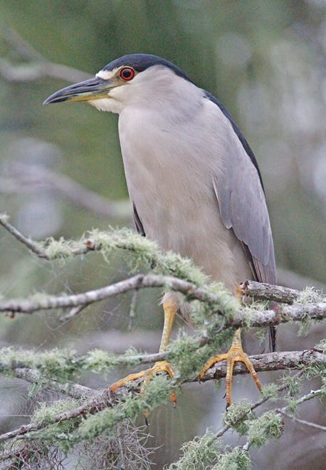 Nature abounds! Ledger reporter Gary White recently took a nature walk through Circle B Bar Reserve in Lakeland. Luckily for us, he brought his camera. (Gary White/The Ledger)