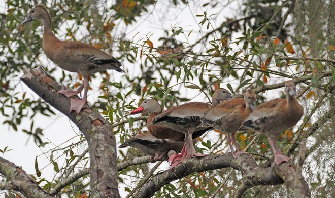 Nature abounds! Ledger reporter Gary White recently took a nature walk through Circle B Bar Reserve in Lakeland. Luckily for us, he brought his camera. (Gary White/The Ledger)