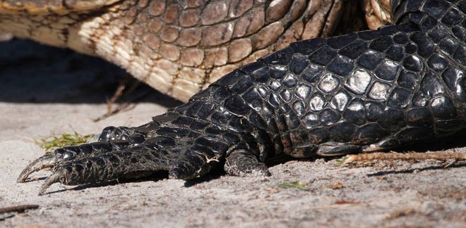 Nature abounds! Ledger reporter Gary White recently took a nature walk through Circle B Bar Reserve in Lakeland. Luckily for us, he brought his camera. (Gary White/The Ledger)