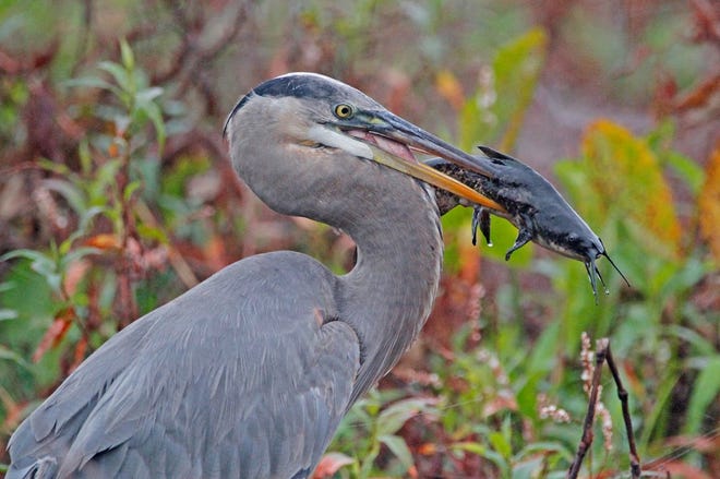 Nature abounds! Ledger reporter Gary White recently took a nature walk through Circle B Bar Reserve in Lakeland. Luckily for us, he brought his camera. (Gary White/The Ledger)