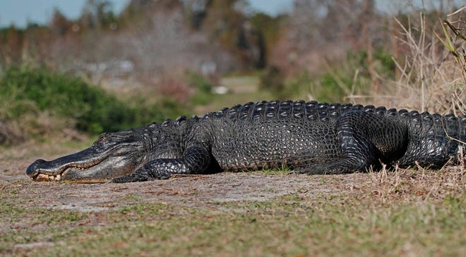 Nature abounds! Ledger reporter Gary White recently took a nature walk through Circle B Bar Reserve in Lakeland. Luckily for us, he brought his camera. (Gary White/The Ledger)