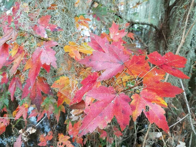 Nature abounds! Ledger reporter Gary White recently took a nature walk through Circle B Bar Reserve in Lakeland. Luckily for us, he brought his camera. (Gary White/The Ledger)