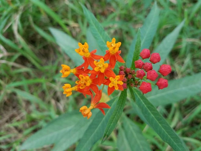 Nature abounds! Ledger reporter Gary White recently took a nature walk through Circle B Bar Reserve in Lakeland. Luckily for us, he brought his camera. (Gary White/The Ledger)