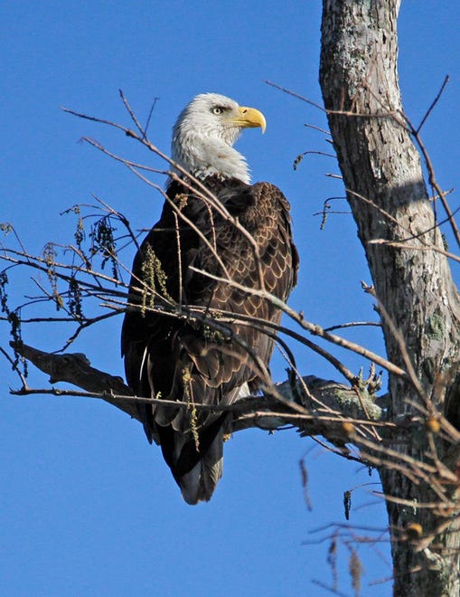 Nature abounds! Ledger reporter Gary White recently took a nature walk through Circle B Bar Reserve in Lakeland. Luckily for us, he brought his camera. (Gary White/The Ledger)