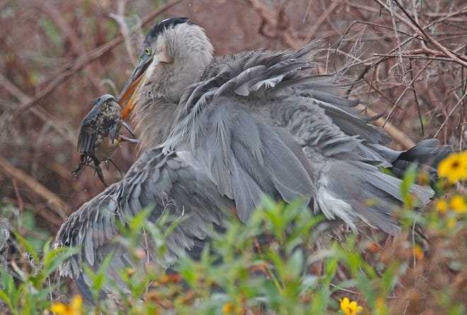 Nature abounds! Ledger reporter Gary White recently took a nature walk through Circle B Bar Reserve in Lakeland. Luckily for us, he brought his camera. (Gary White/The Ledger)