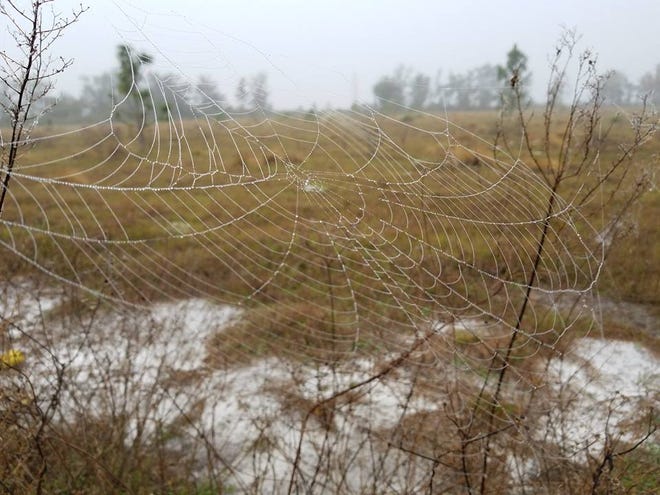 Nature abounds! Ledger reporter Gary White recently took a nature walk through Circle B Bar Reserve in Lakeland. Luckily for us, he brought his camera. (Gary White/The Ledger)