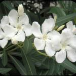 Oleander is an outdoor shrub, popular for its evergreen qualities and delicate flowers. All parts of the plant are generally considered toxic.